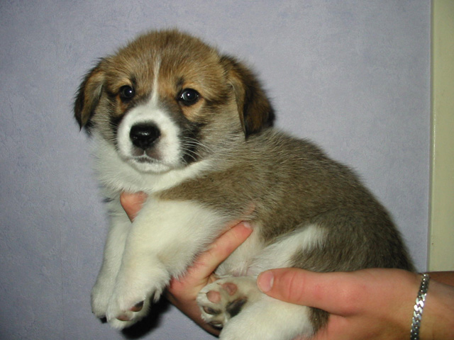 PUP
